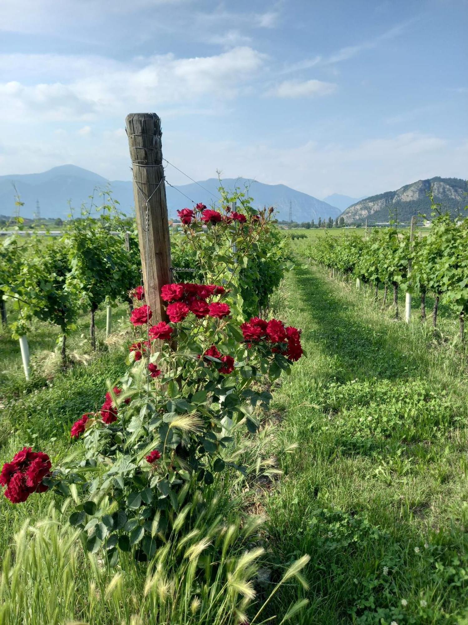 Апартаменты La Corte Del Bona - Vicino Alle Cantine E A Circa 15 Minuti Dal Lago Di Iseo - Эрбуско Экстерьер фото