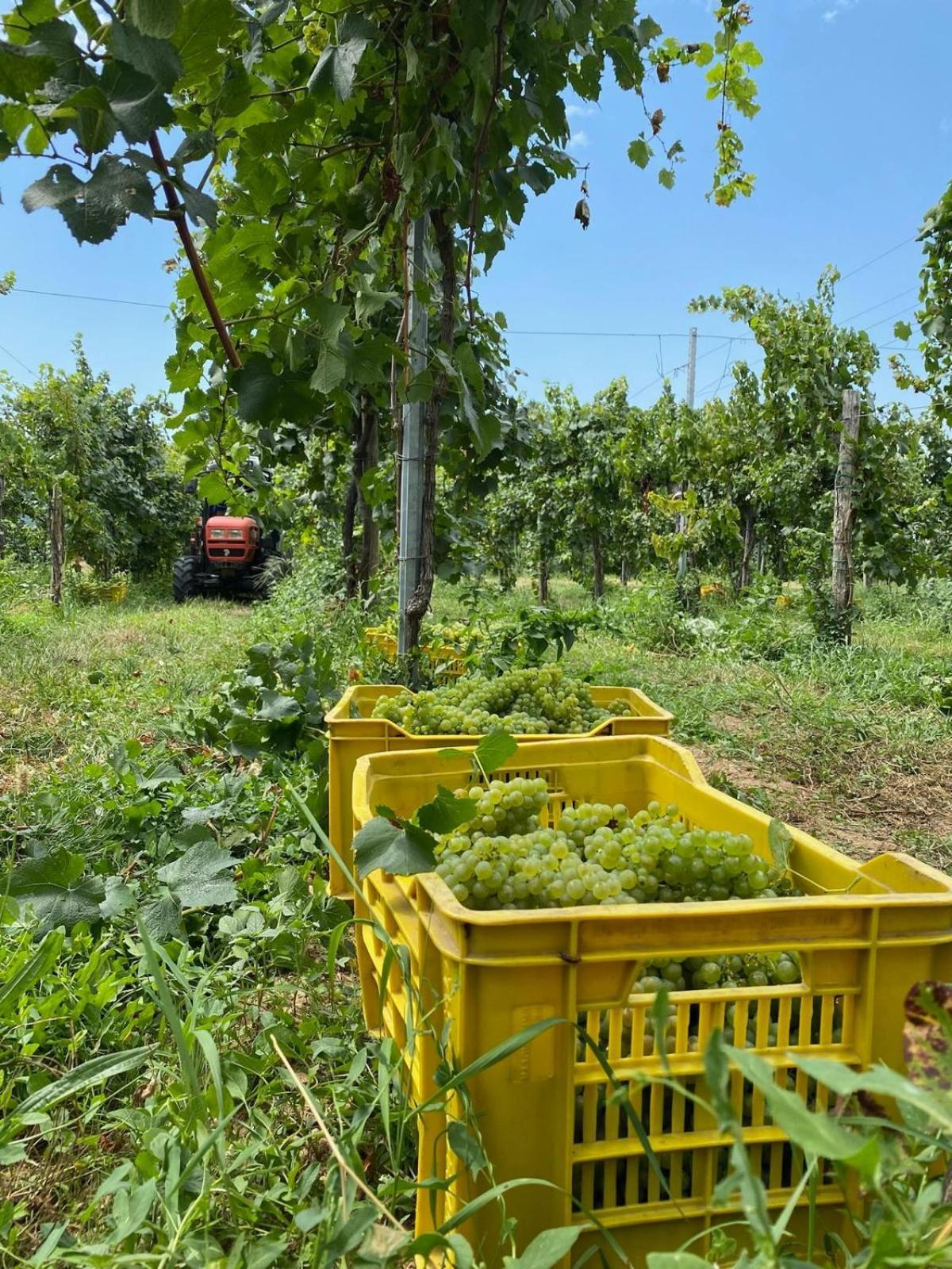 Апартаменты La Corte Del Bona - Vicino Alle Cantine E A Circa 15 Minuti Dal Lago Di Iseo - Эрбуско Экстерьер фото