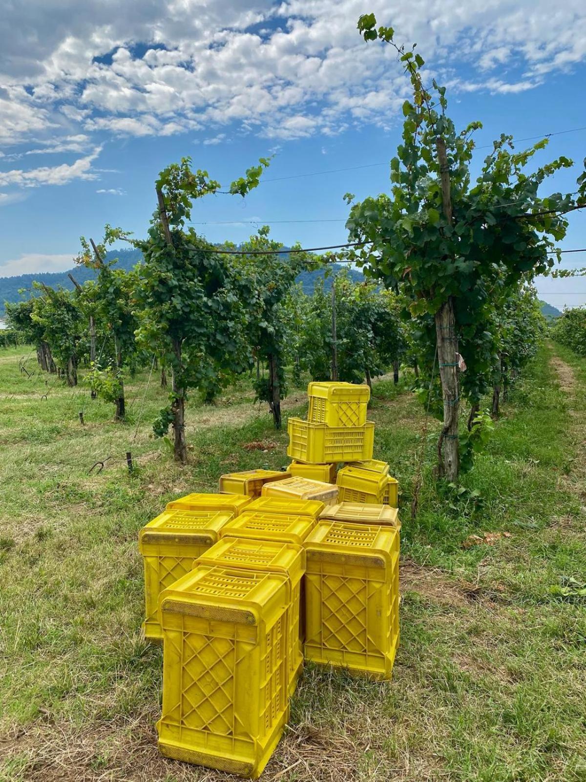 Апартаменты La Corte Del Bona - Vicino Alle Cantine E A Circa 15 Minuti Dal Lago Di Iseo - Эрбуско Экстерьер фото